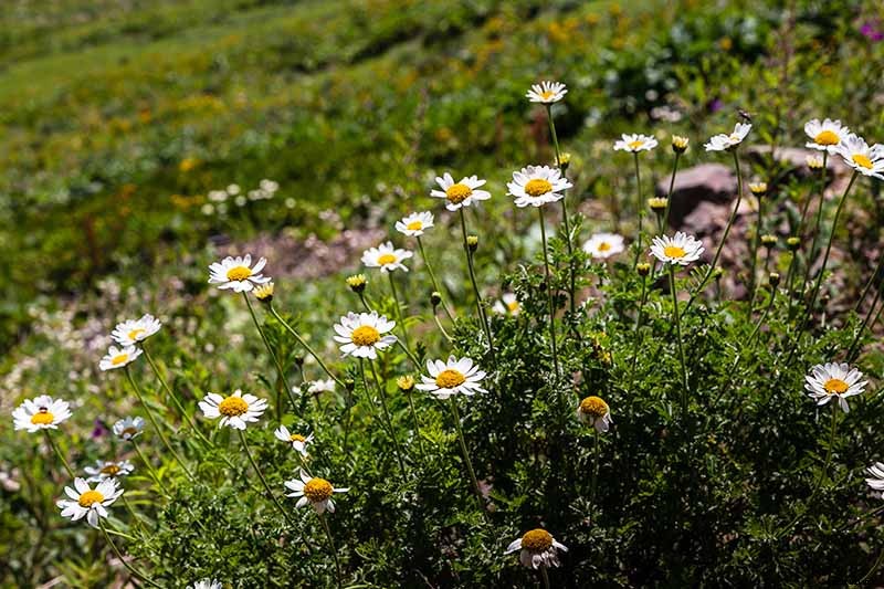 What’s the Difference Between English and German Chamomile?