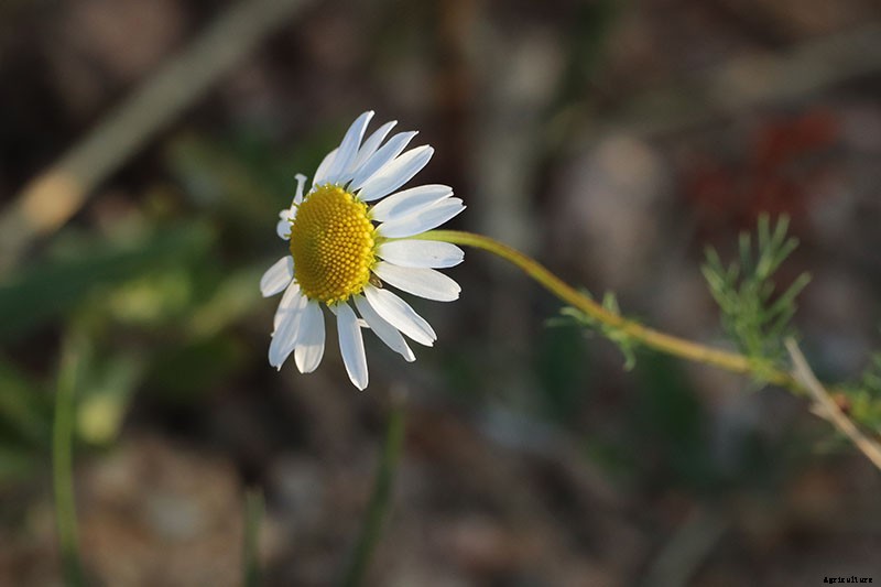 What’s the Difference Between English and German Chamomile?