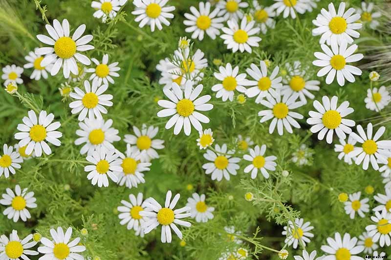What’s the Difference Between English and German Chamomile?