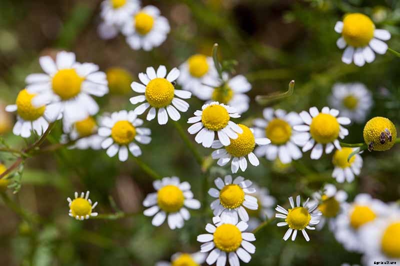 What’s the Difference Between English and German Chamomile?
