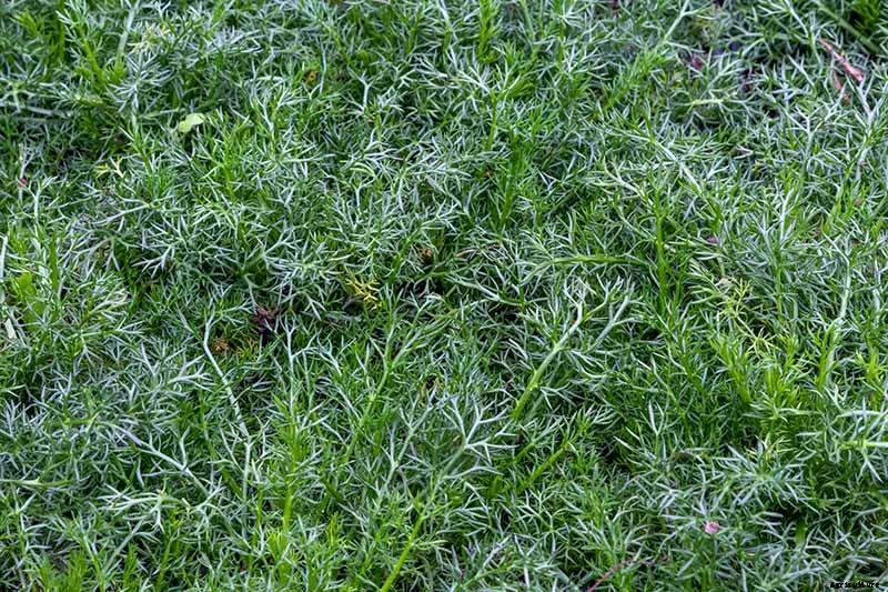 What’s the Difference Between English and German Chamomile?