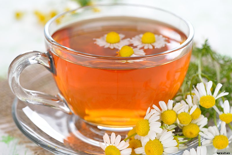 What’s the Difference Between English and German Chamomile?