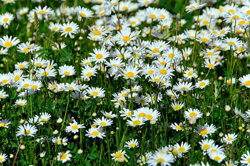 What’s the Difference Between English and German Chamomile?
