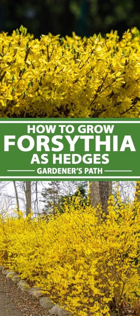 7 Tips for Growing Formal and Informal Forsythia Hedges