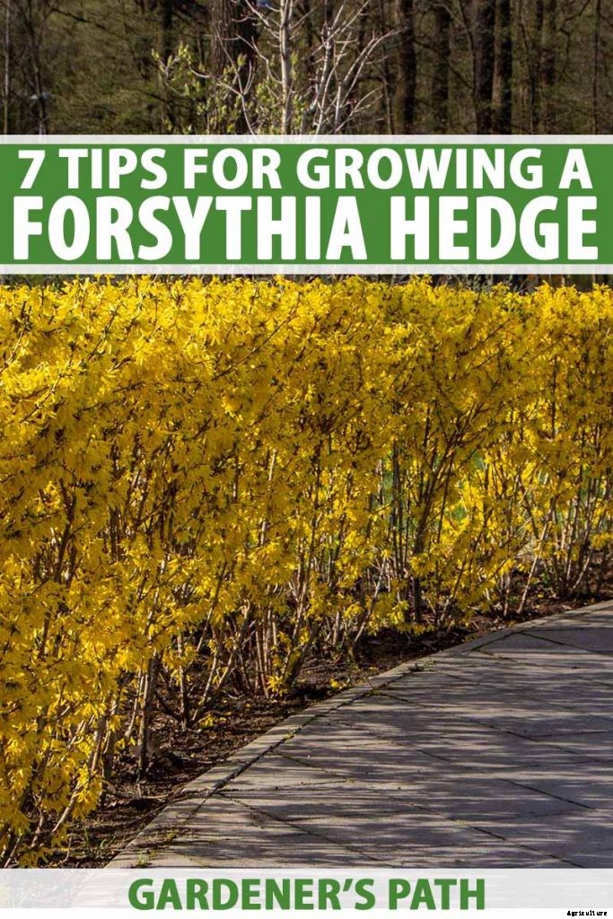 7 Tips for Growing Formal and Informal Forsythia Hedges