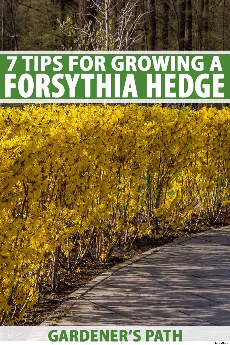 7 Tips for Growing Formal and Informal Forsythia Hedges