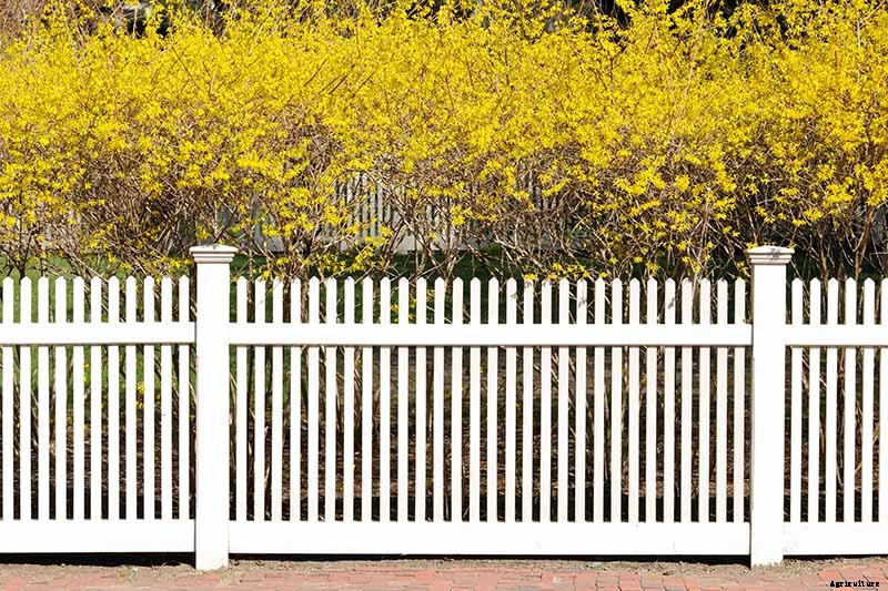 7 Tips for Growing Formal and Informal Forsythia Hedges