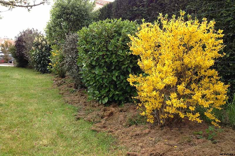 7 Tips for Growing Formal and Informal Forsythia Hedges