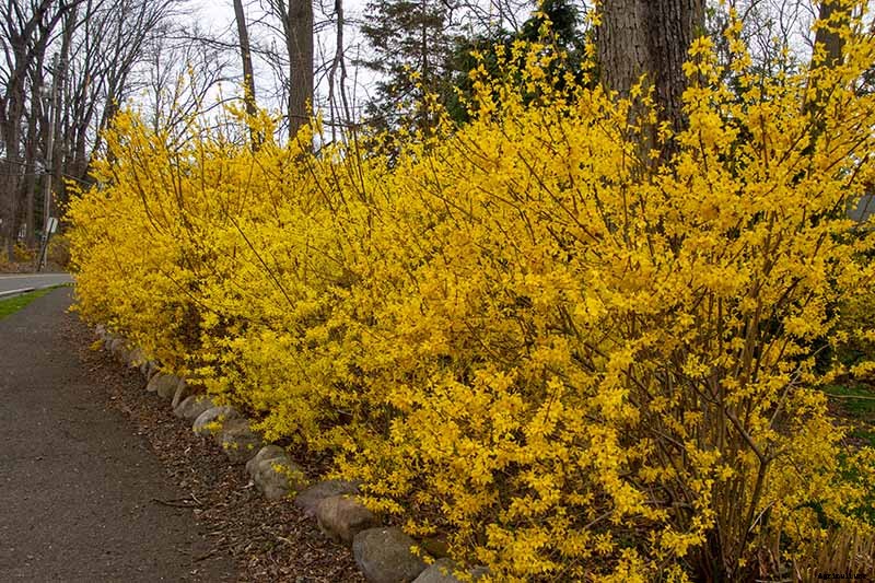 7 Tips for Growing Formal and Informal Forsythia Hedges