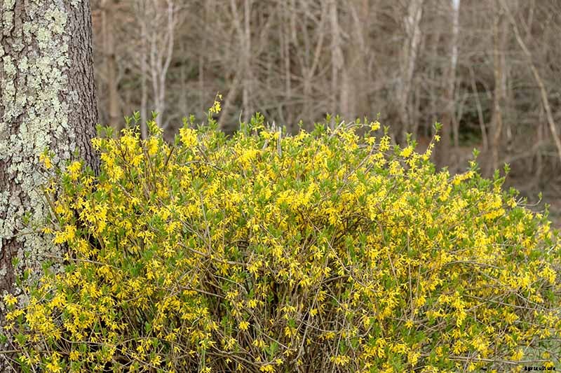 7 Tips for Growing Formal and Informal Forsythia Hedges