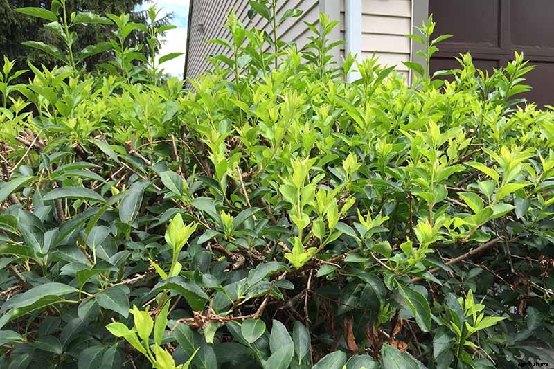 7 Tips for Growing Formal and Informal Forsythia Hedges