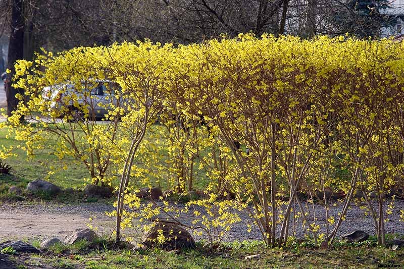 7 Tips for Growing Formal and Informal Forsythia Hedges