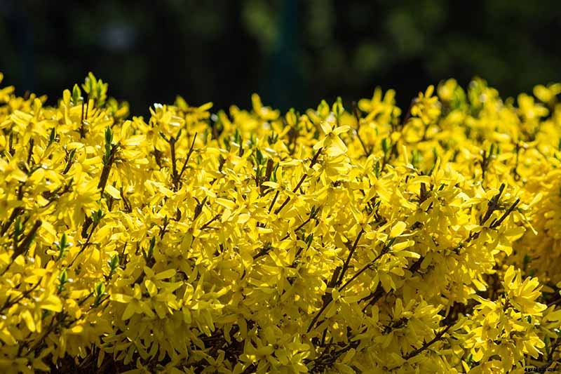 7 Tips for Growing Formal and Informal Forsythia Hedges