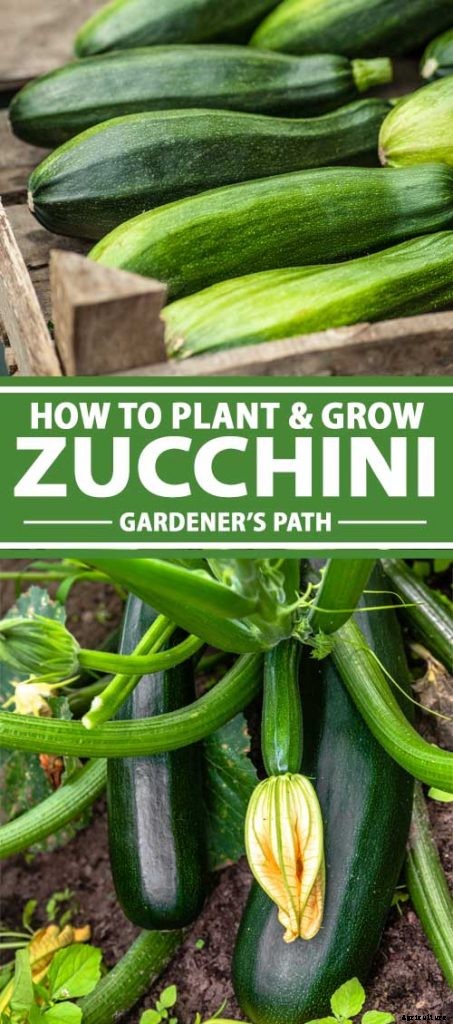 How to Plant and Grow Zucchini