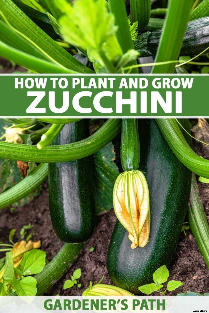 How to Plant and Grow Zucchini