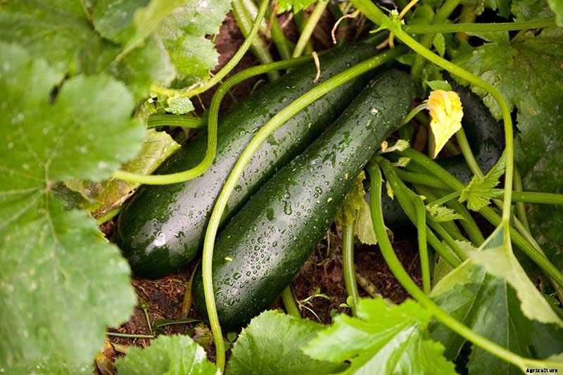 How to Plant and Grow Zucchini
