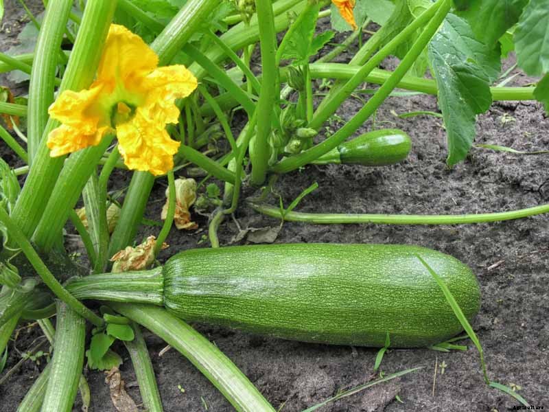 How to Plant and Grow Zucchini