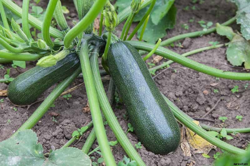 How to Plant and Grow Zucchini