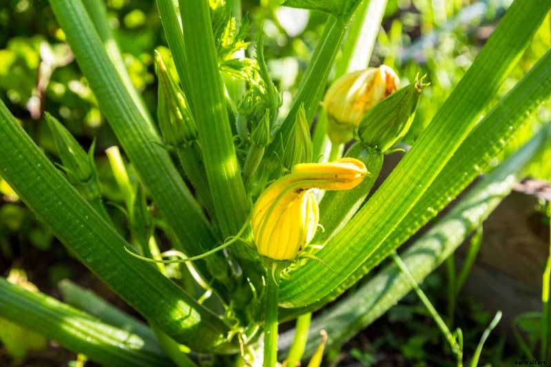 How to Plant and Grow Zucchini