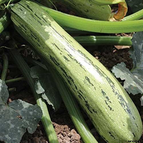 How to Plant and Grow Zucchini