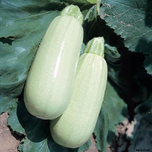 How to Plant and Grow Zucchini