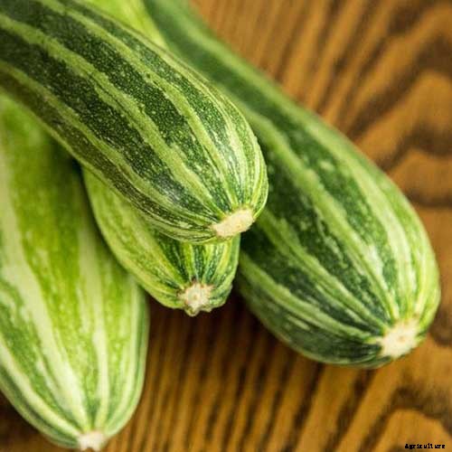 How to Plant and Grow Zucchini