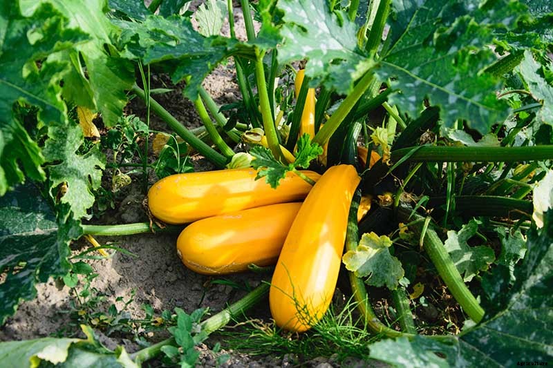 How to Plant and Grow Zucchini