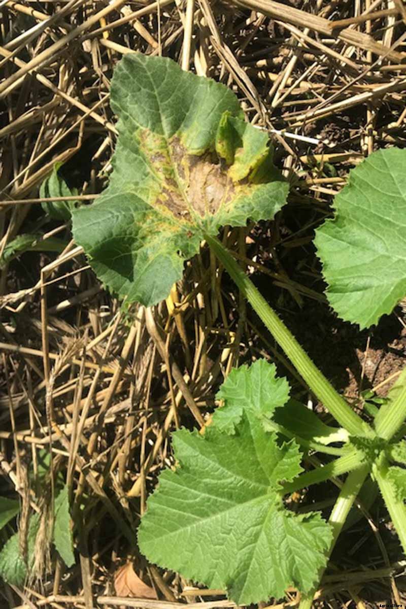 How to Plant and Grow Zucchini