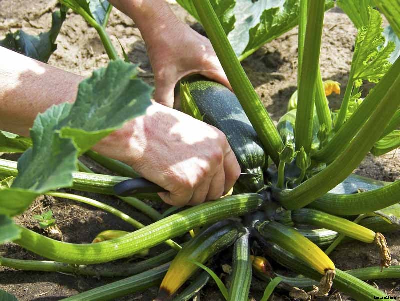 How to Plant and Grow Zucchini