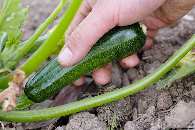 How to Plant and Grow Zucchini