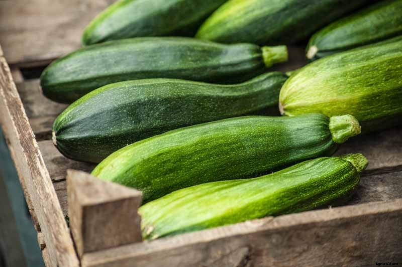 How to Plant and Grow Zucchini