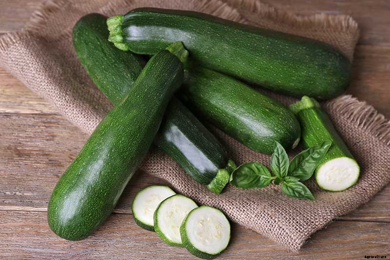 How to Plant and Grow Zucchini