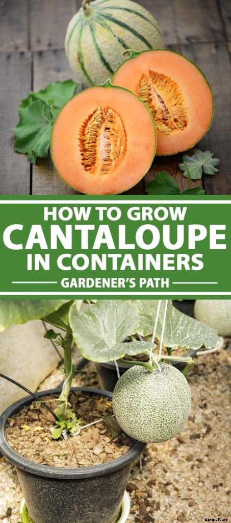 How to Grow Cantaloupe in Containers