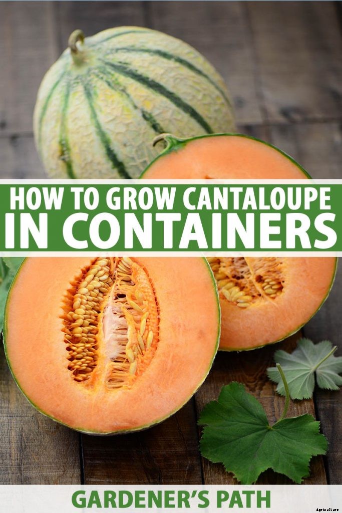 How to Grow Cantaloupe in Containers