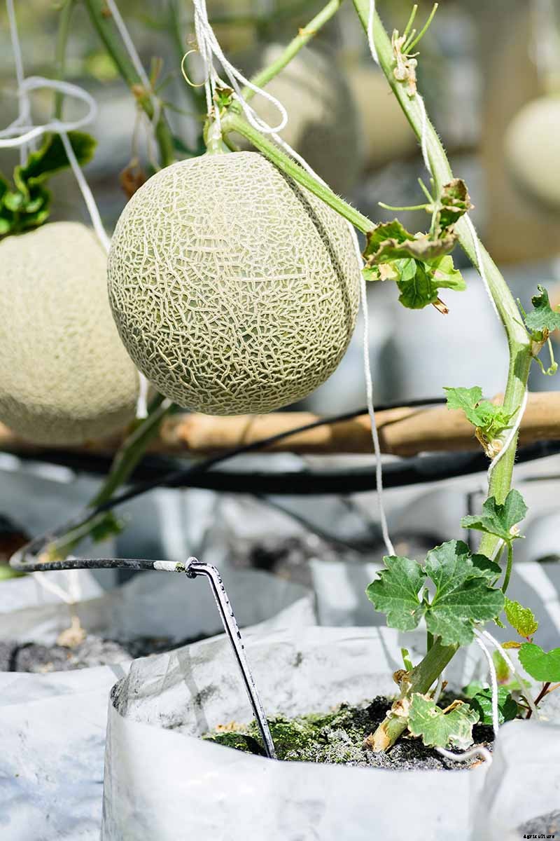 How to Grow Cantaloupe in Containers