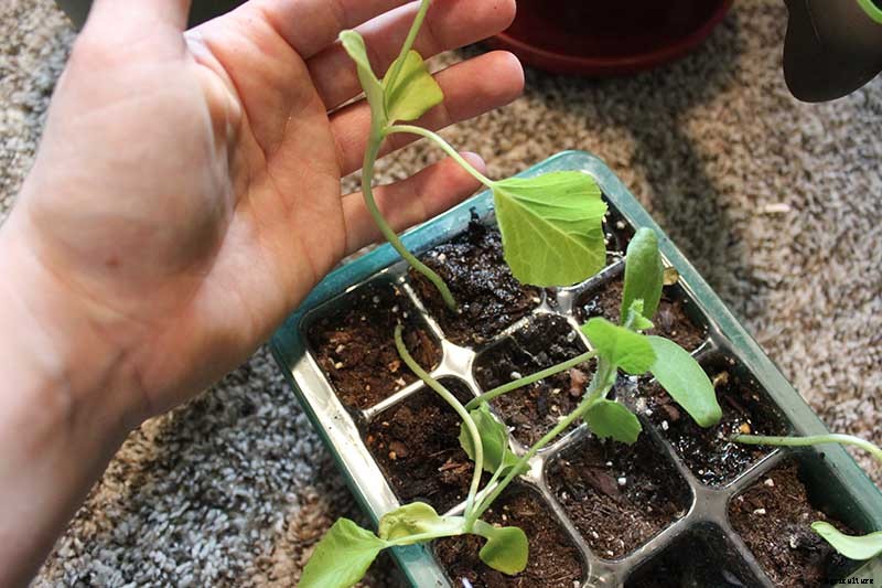 How to Grow Cantaloupe in Containers
