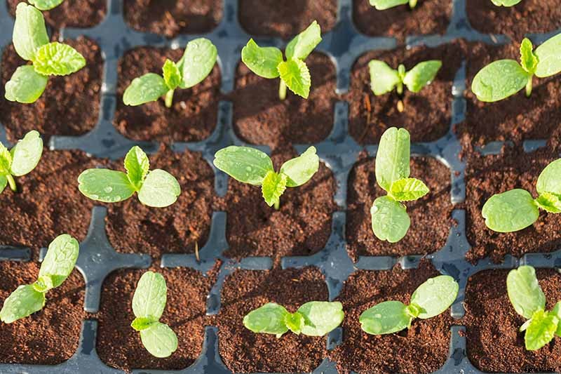 How to Grow Cantaloupe in Containers