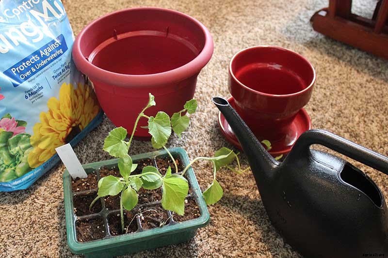How to Grow Cantaloupe in Containers