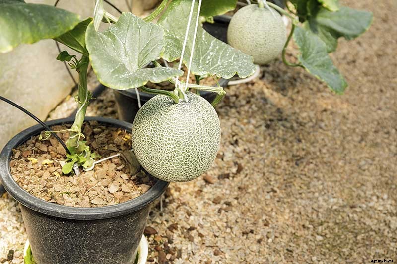 How to Grow Cantaloupe in Containers
