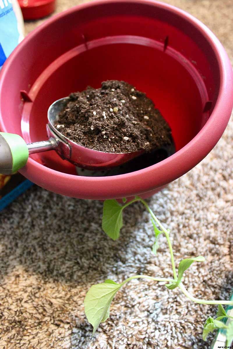 How to Grow Cantaloupe in Containers