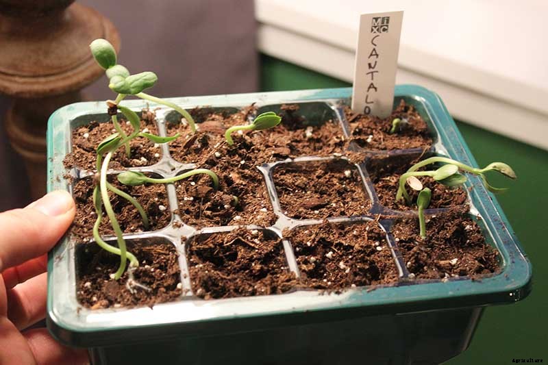 How to Grow Cantaloupe in Containers
