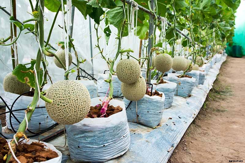 How to Grow Cantaloupe in Containers