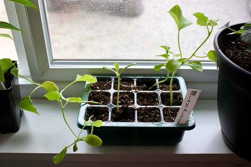 How to Grow Cantaloupe in Containers
