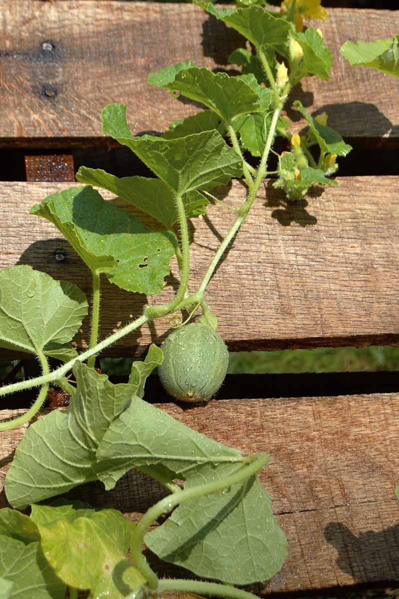 How to Grow Cantaloupe in Containers