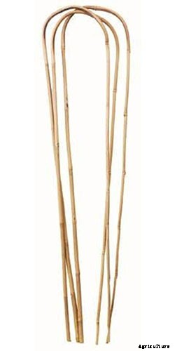 How to Grow Cantaloupe in Containers