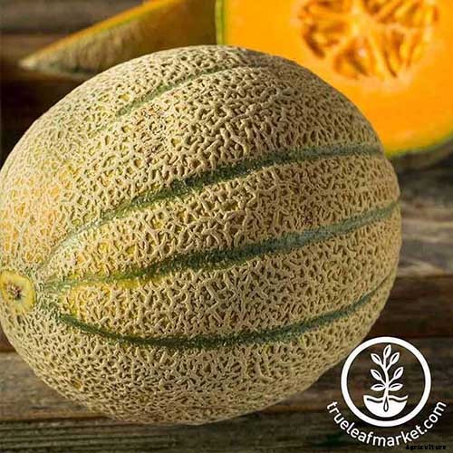 How to Grow Cantaloupe in Containers