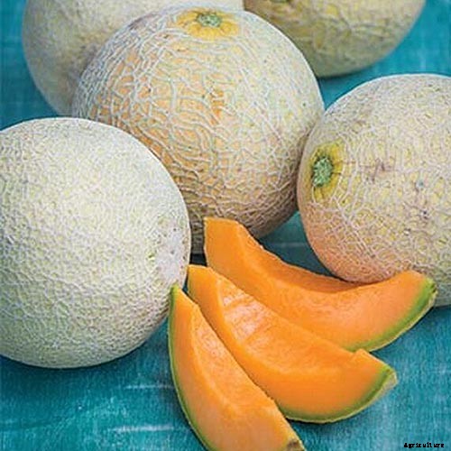 How to Grow Cantaloupe in Containers