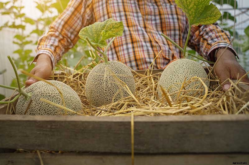 How to Grow Cantaloupe in Containers