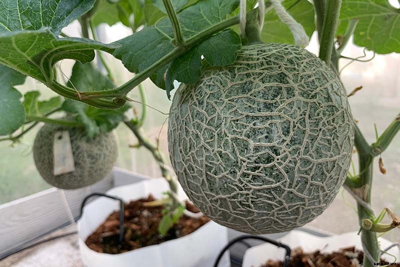 How to Grow Cantaloupe in Containers