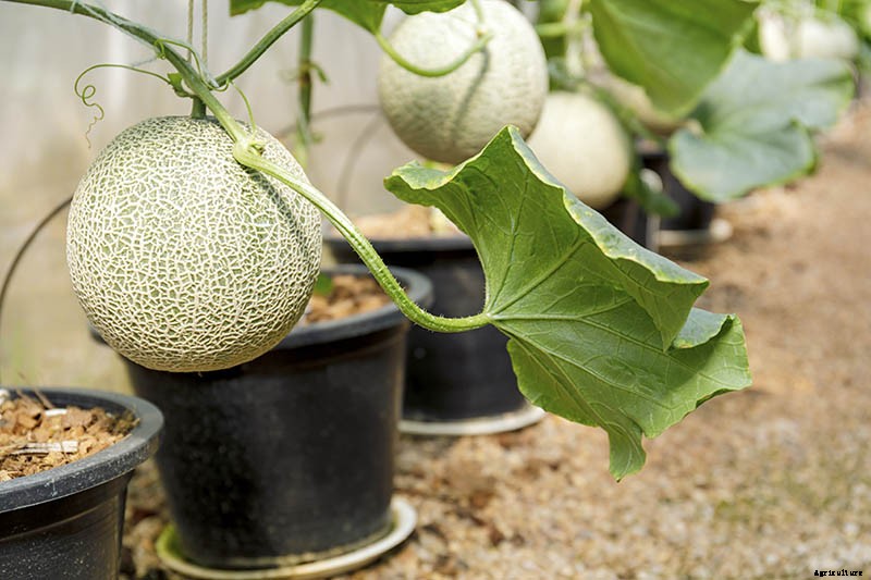 How to Grow Cantaloupe in Containers